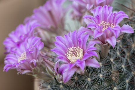 succulent plant in bloom in the vaseの写真素材