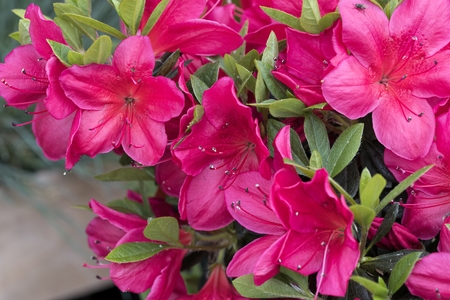 pink azalea in the gardenの写真素材
