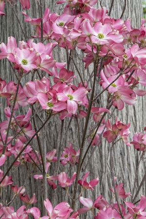 roses as background decorationの写真素材