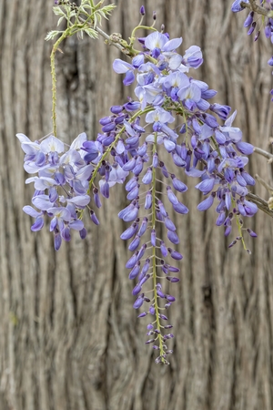 wisteria flower in bloom in the gardenの写真素材