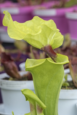 nepenthes carnivorous plant in the gardenの写真素材