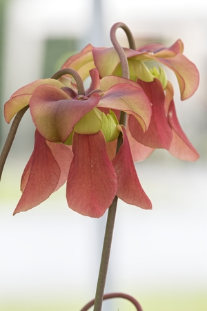 nepenthes carnivorous plant in the gardenの写真素材