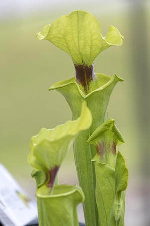 nepenthes carnivorous plant in the gardenの写真素材