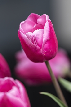 pink tulip flower in spring in the gardenの写真素材
