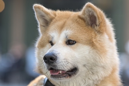 adorable akita dogの写真素材