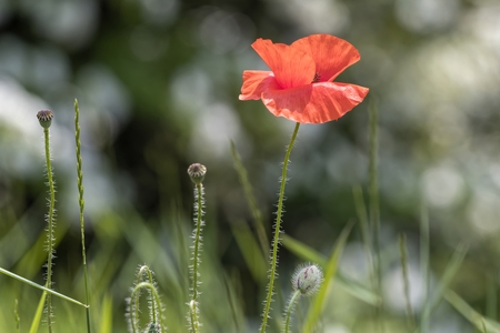 wild poppy in the fieldの写真素材
