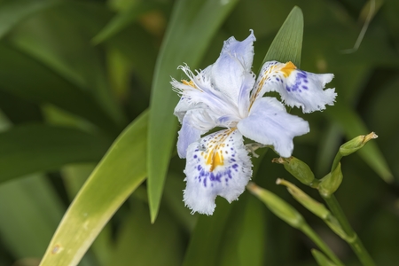 orchid in bloom in the gardenの写真素材