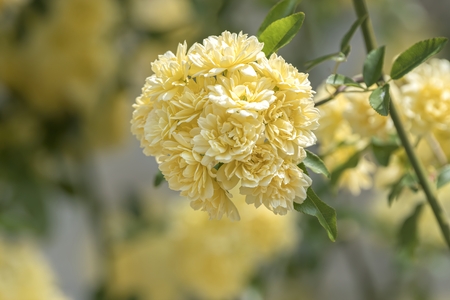 yellow climbing rosesの写真素材