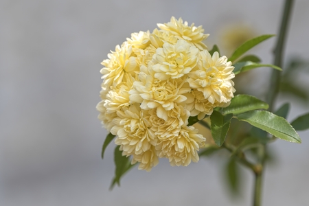yellow climbing rosesの写真素材