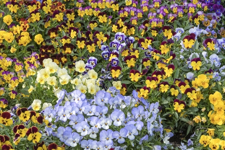 colorful violet in the gardenの写真素材