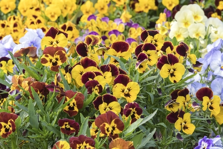 colorful violet in the gardenの写真素材