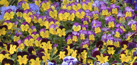 colorful violet in the gardenの写真素材