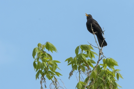 turdus merula common blackbird maleの写真素材