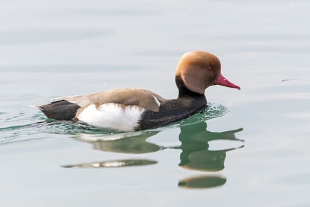 Turkish fistione netta rufina duck on lakeの写真素材