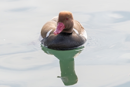 Turkish fistione netta rufina duck on lakeの写真素材
