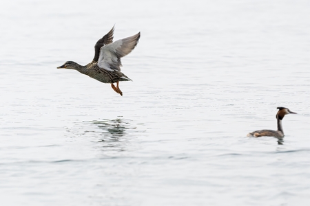 duck flying on lakeの写真素材
