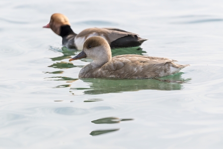 Turkish fistione netta rufina duck on lakeの写真素材