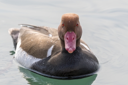 Turkish fistione netta rufina duck on lakeの写真素材