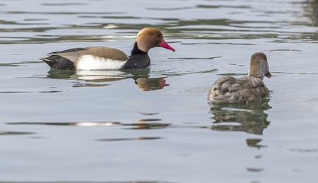 Turkish fistione netta rufina duck on lakeの写真素材