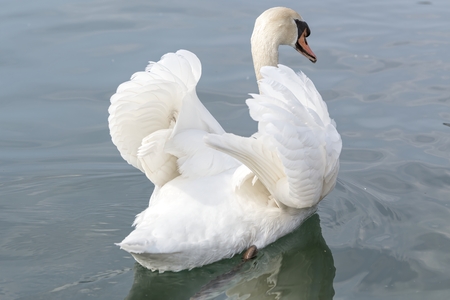 cute swan on lakeの写真素材