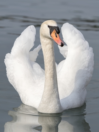 cute swan on lakeの写真素材