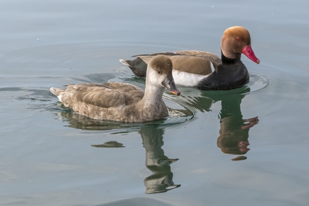 Turkish fistione netta rufina duck on lakeの写真素材