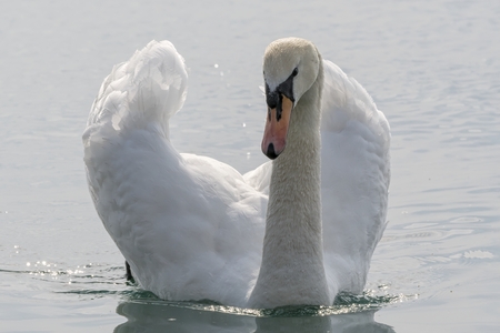 cute swan on lakeの写真素材