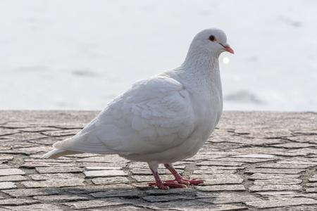 white pigeon walking at lakeの写真素材