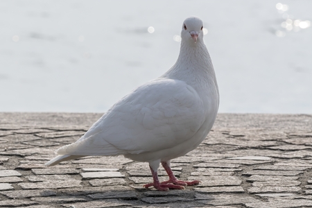 white pigeon walking at lakeの写真素材
