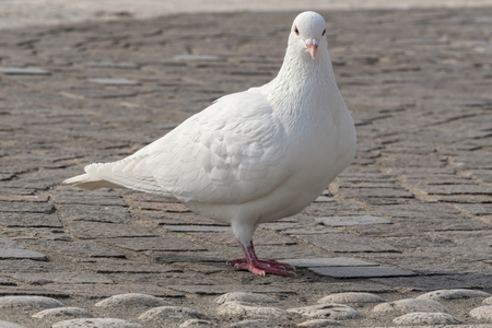 white pigeon walking at lakeの写真素材