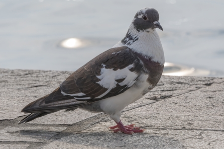 pigeons walking at lakeの写真素材