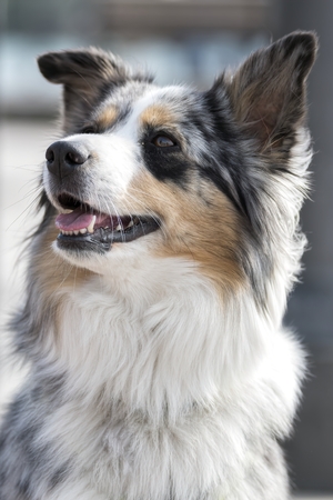 cute dog at parkの写真素材