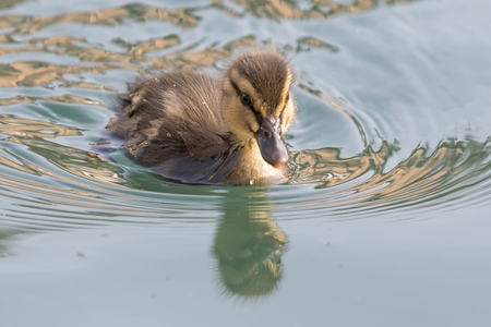 cute duckling on lakeの写真素材