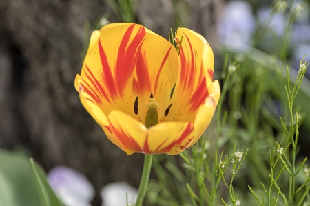 yellow tulip in the gardenの写真素材