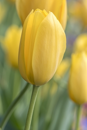 yellow tulip in the gardenの写真素材