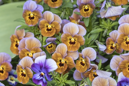 colorful violet in the gardenの写真素材