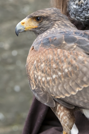 beautiful buzzard with a curved beakの写真素材