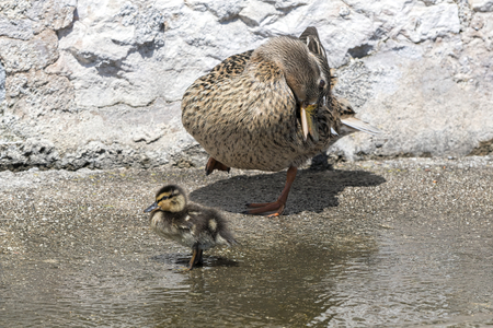 duck and duckling on lakeの写真素材