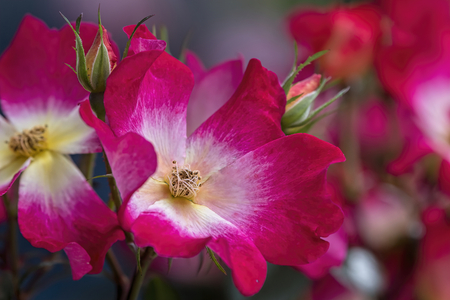 rose growing in the gardenの写真素材