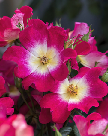 rose growing in the gardenの写真素材