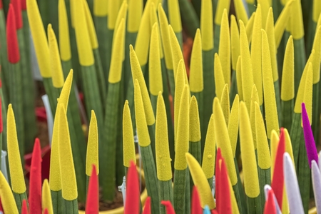 colorful sansevieria cylindrica flower in the gardenの写真素材
