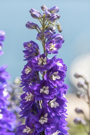 purple delphinium flower for decorationの写真素材