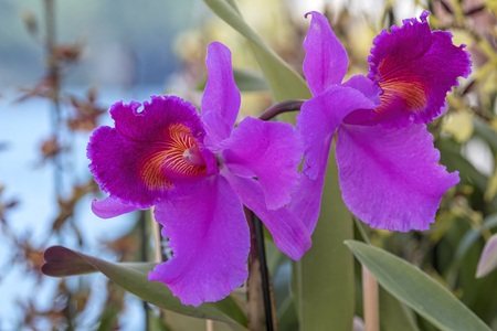 scenic pink orchid in bloomの写真素材