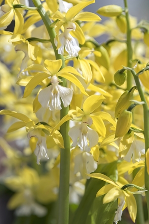 scenic yellow orchid in bloomの写真素材