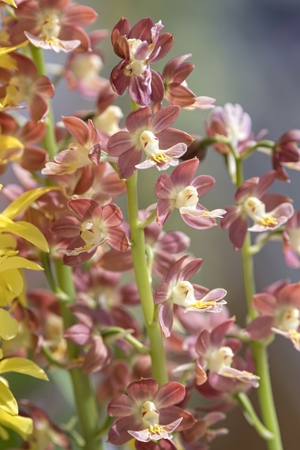 scenic yellow orchid in bloomの写真素材