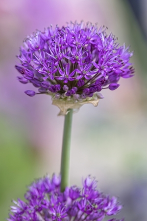 allium in bloom in the gardenの写真素材