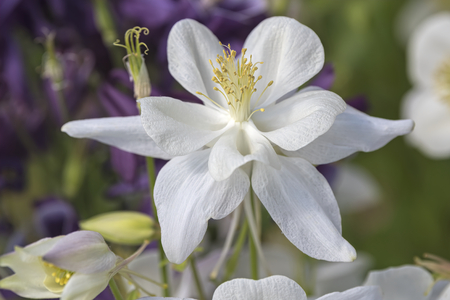 aquilegia flower in bloom in the gardenの写真素材