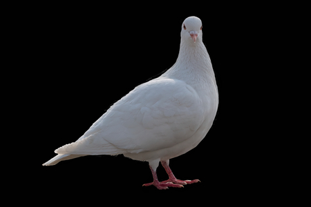 isolated white pigeon on textureの写真素材