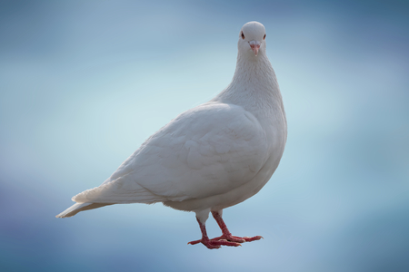 isolated white pigeon on textureの写真素材