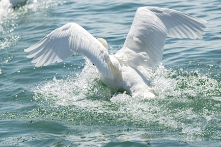 cute swan flying on lakeの写真素材